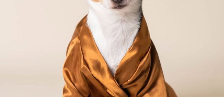 dressing up your pets