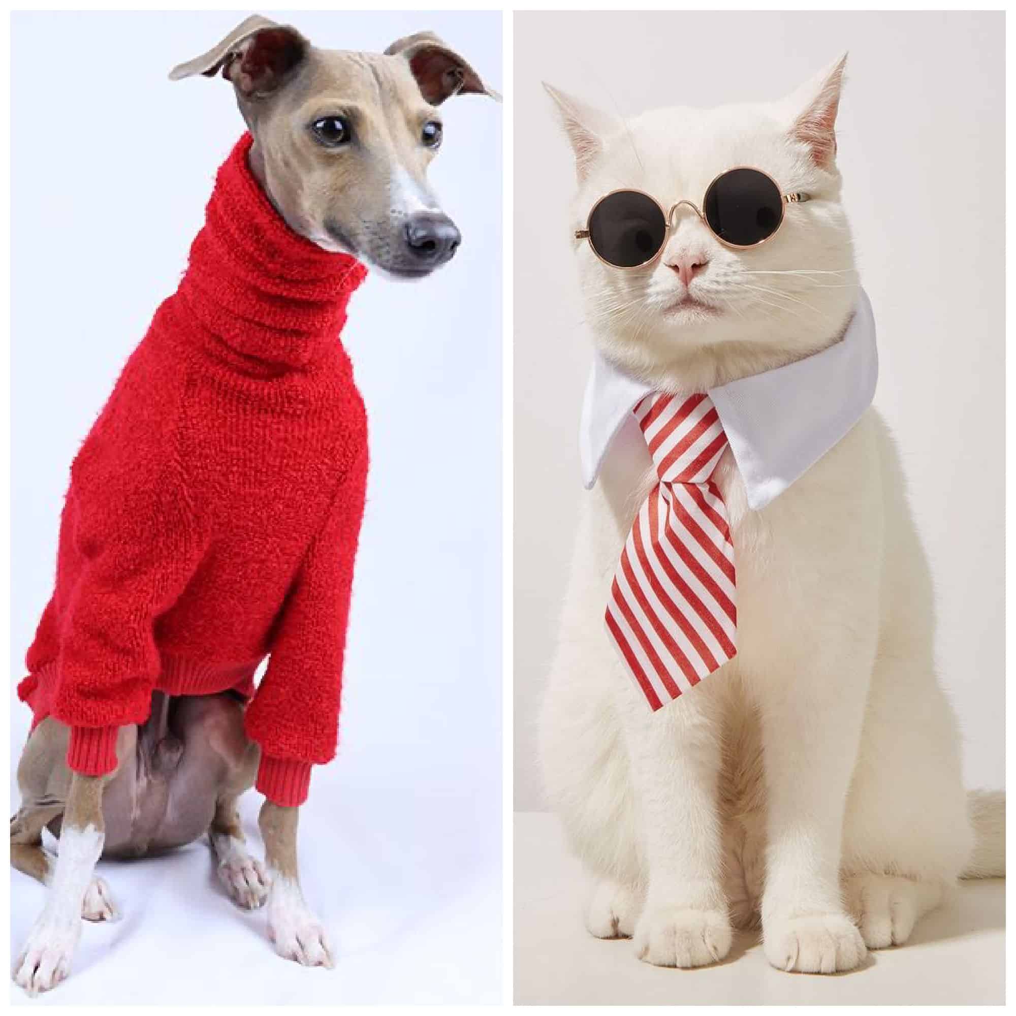 dressing up your pets