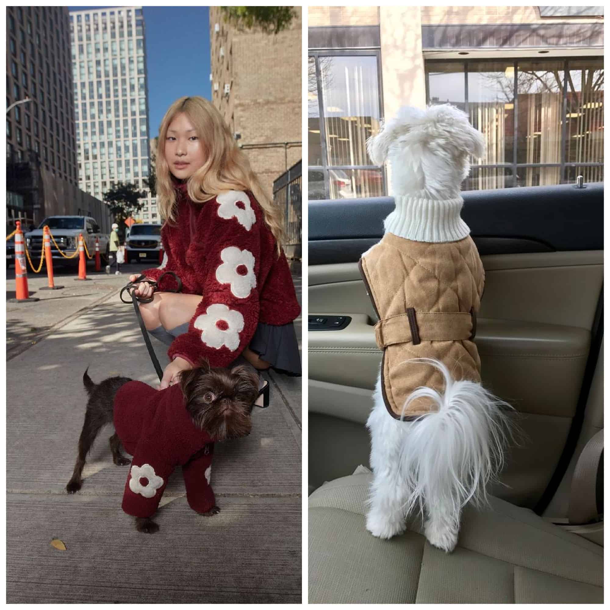 dressing up your pets