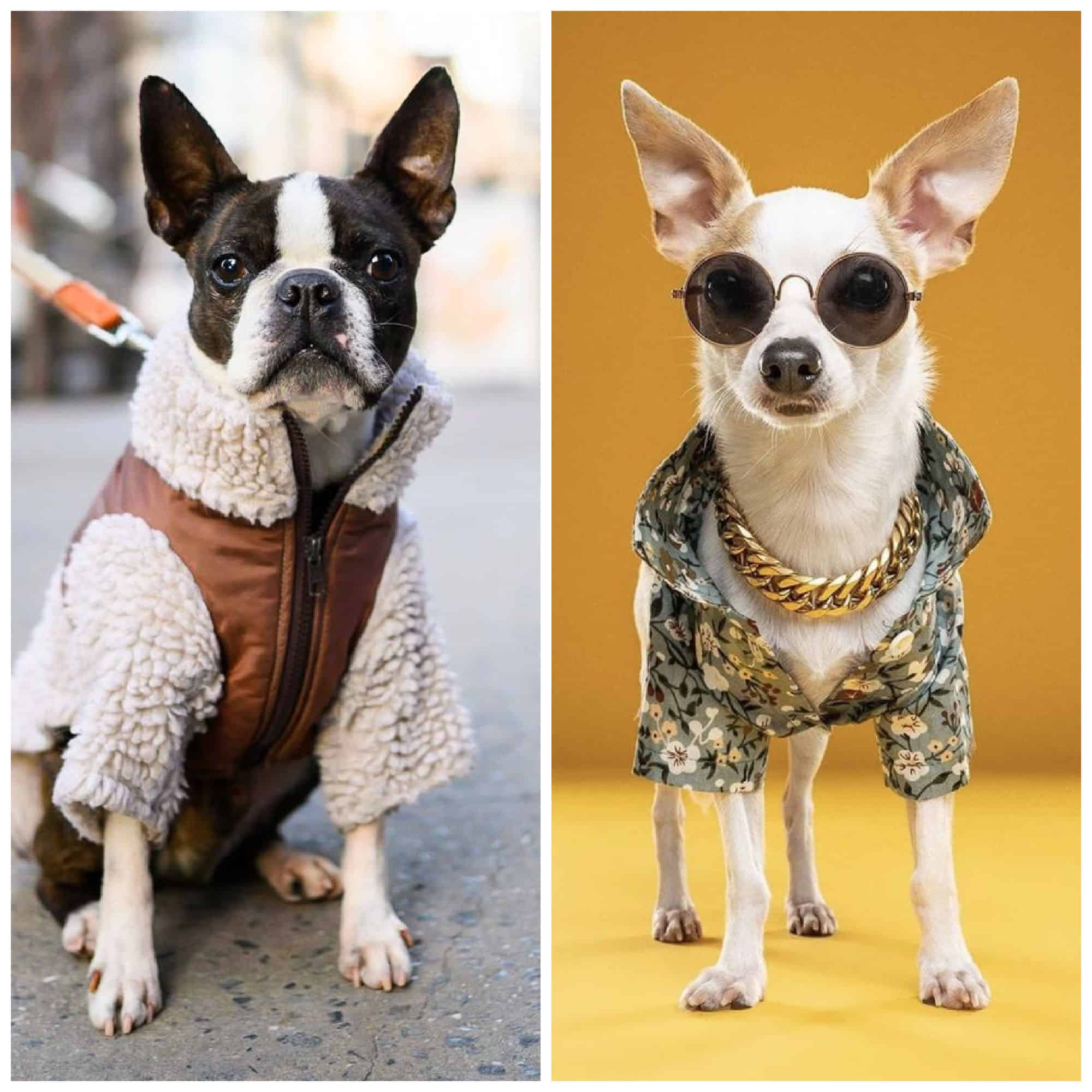 dressing up your pets