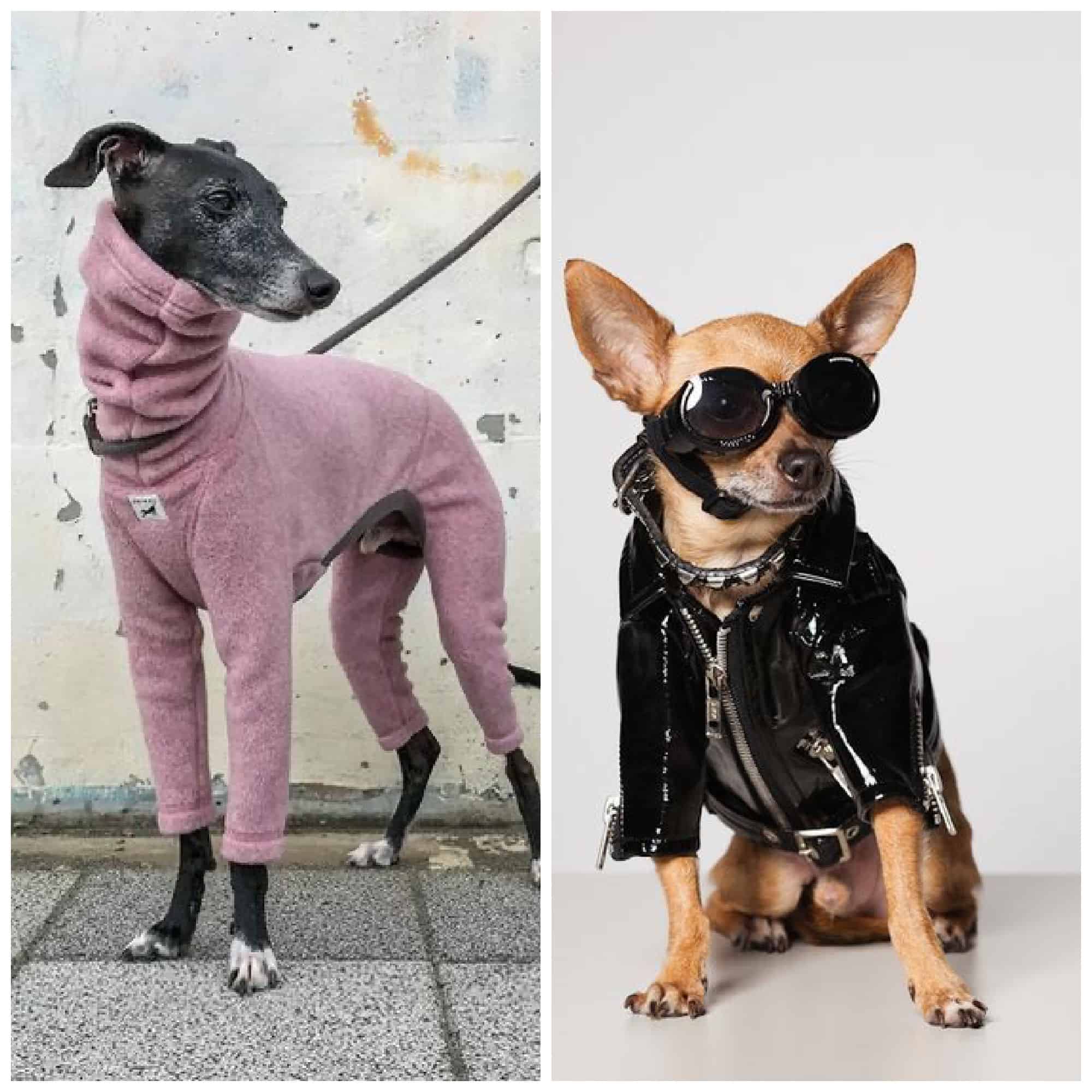 dressing up your pets