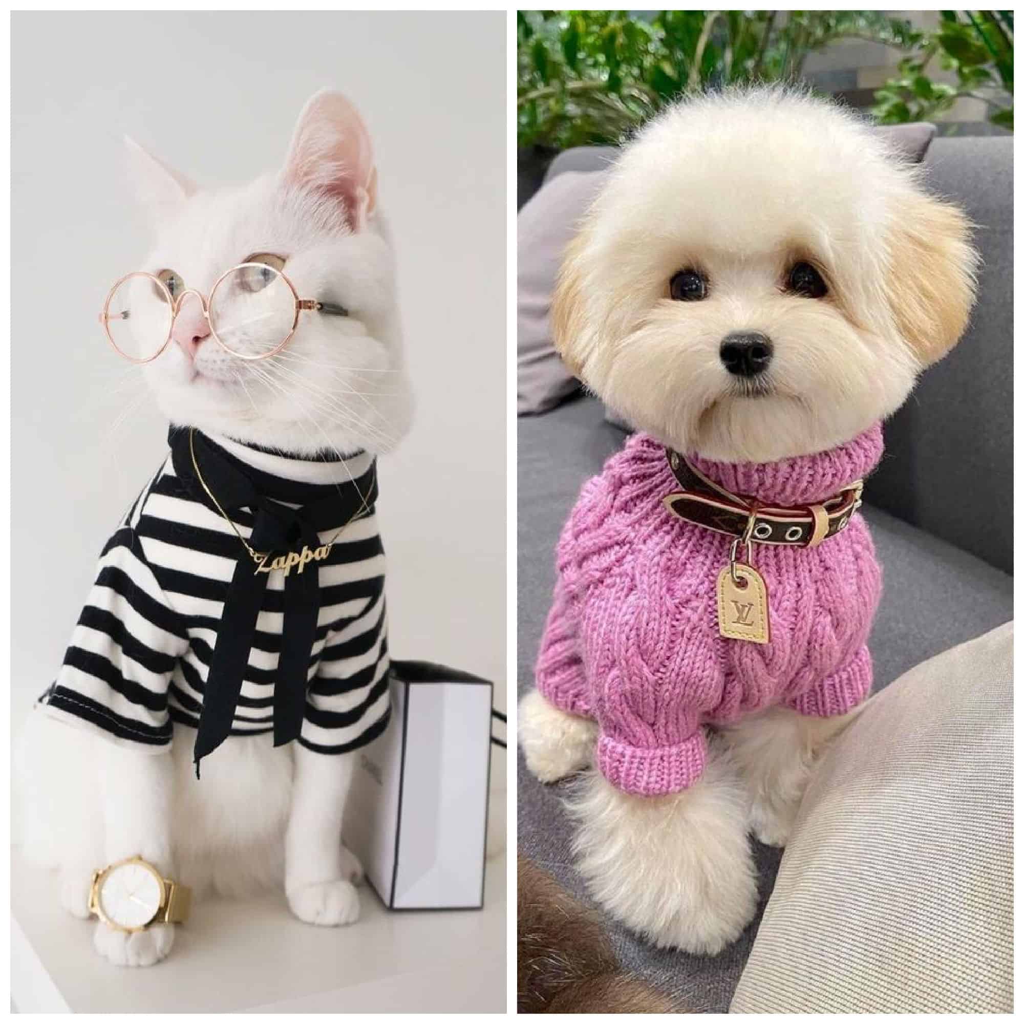 dressing up your pets
