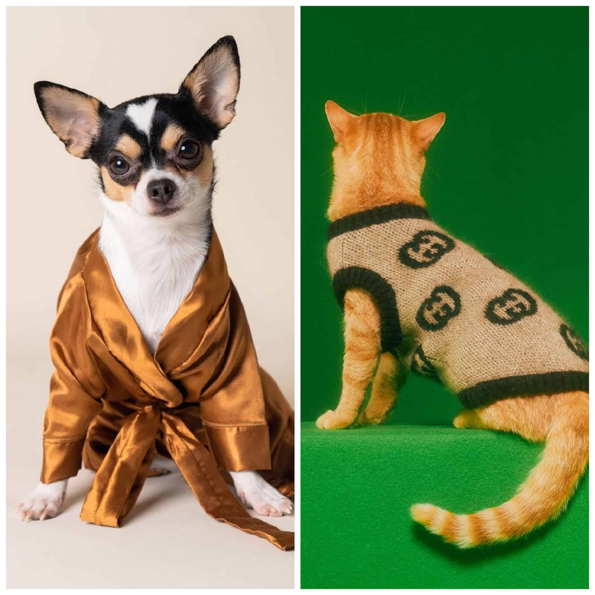 dressing up your pets