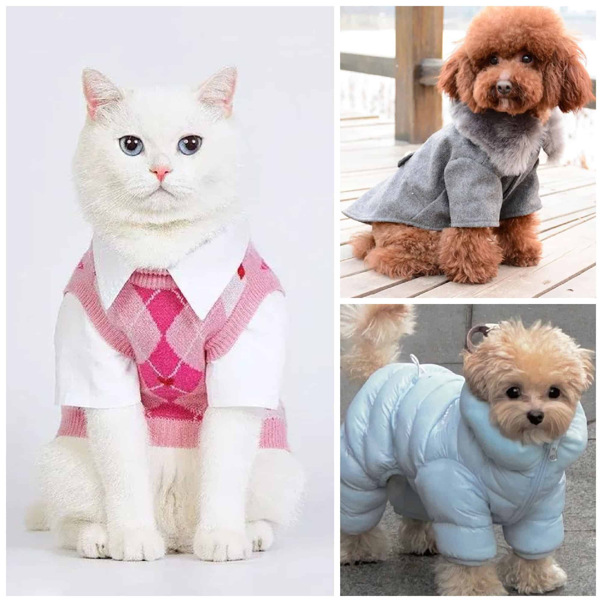 dressing up your pets
